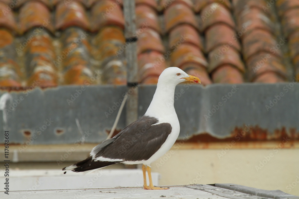 goéland brun de profil
