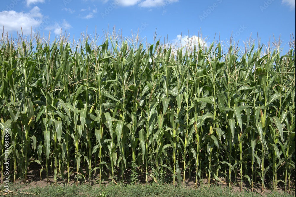 Fototapeta premium Landscape. Maturing maize plantations near the road
