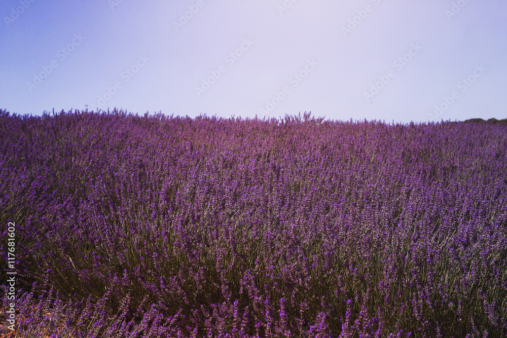 lavender field lavender field