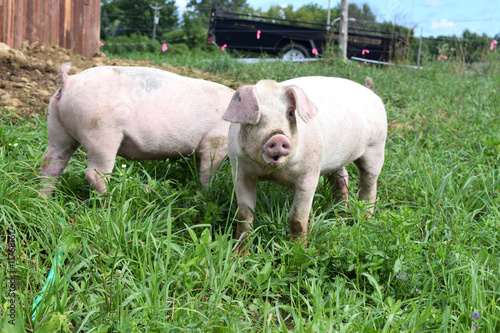 Breeding pig on a small farm © richardx