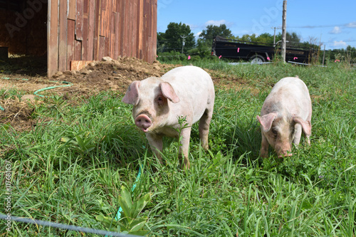 Breeding pig on a small farm