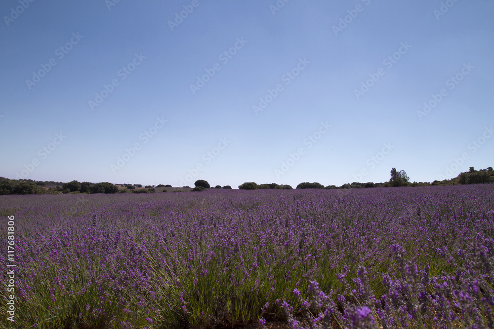 Fototapeta premium lavender field background