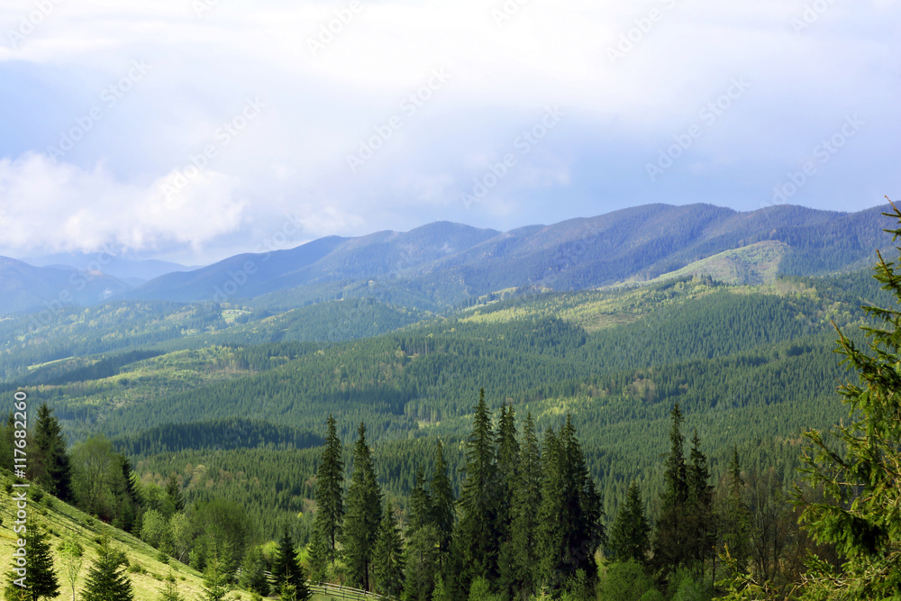 Summer forest on mountain slopes Summer forest on mountain slopes