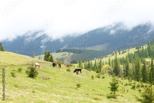 Cows grazing on mountain meadow
