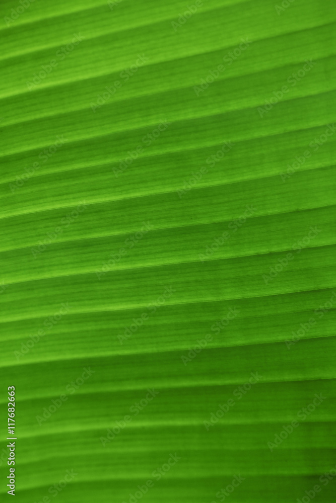 Green leaf, macro view Green leaf, macro view