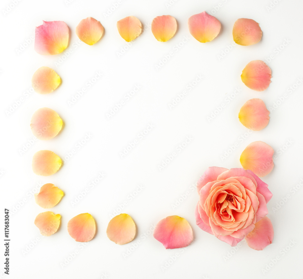 Obraz premium Rose petals on white background