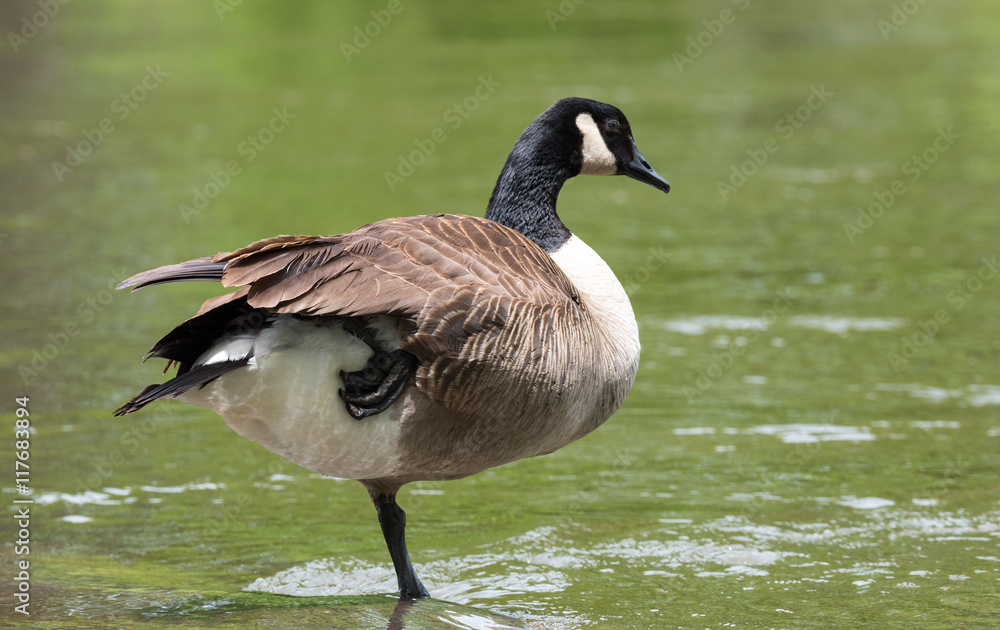 Obraz premium Canada Goose poses on one foot whilst sunning himself on a rock on the Ottawa River.