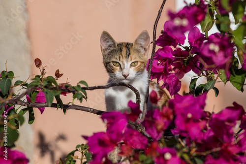 Kitten behind bougainvillea flowers