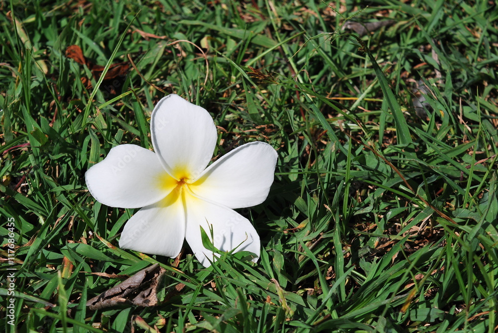 Flower on the grass.