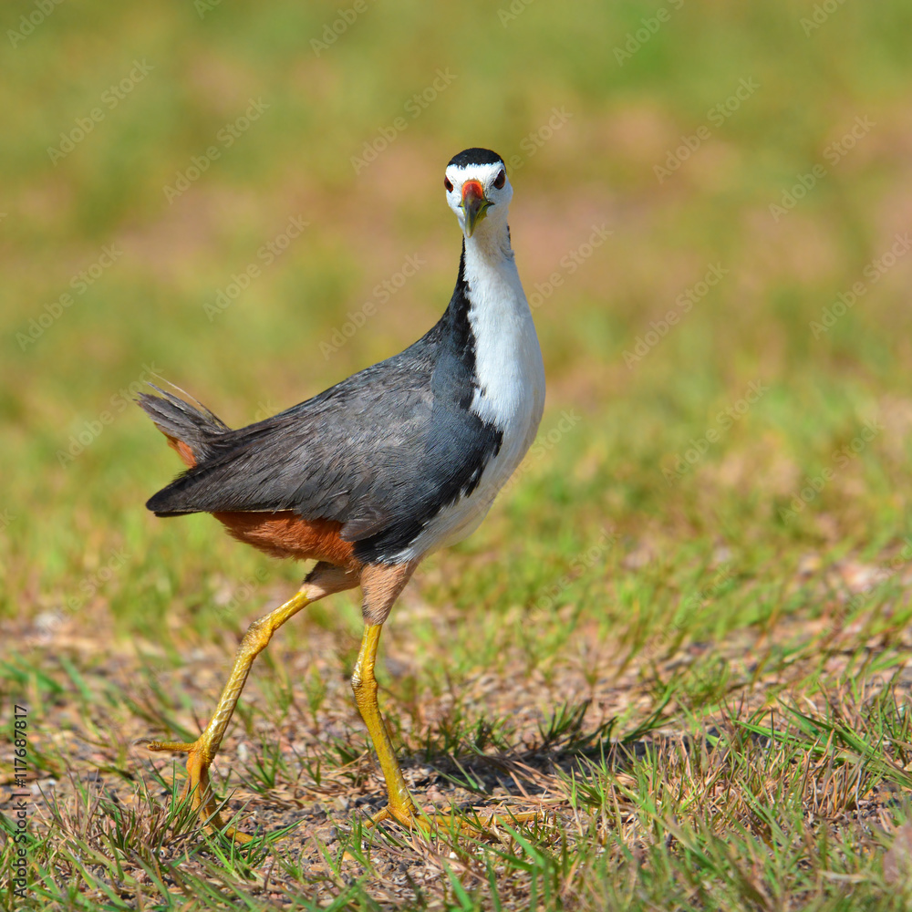 Naklejka premium White-breasted Waterhen bird