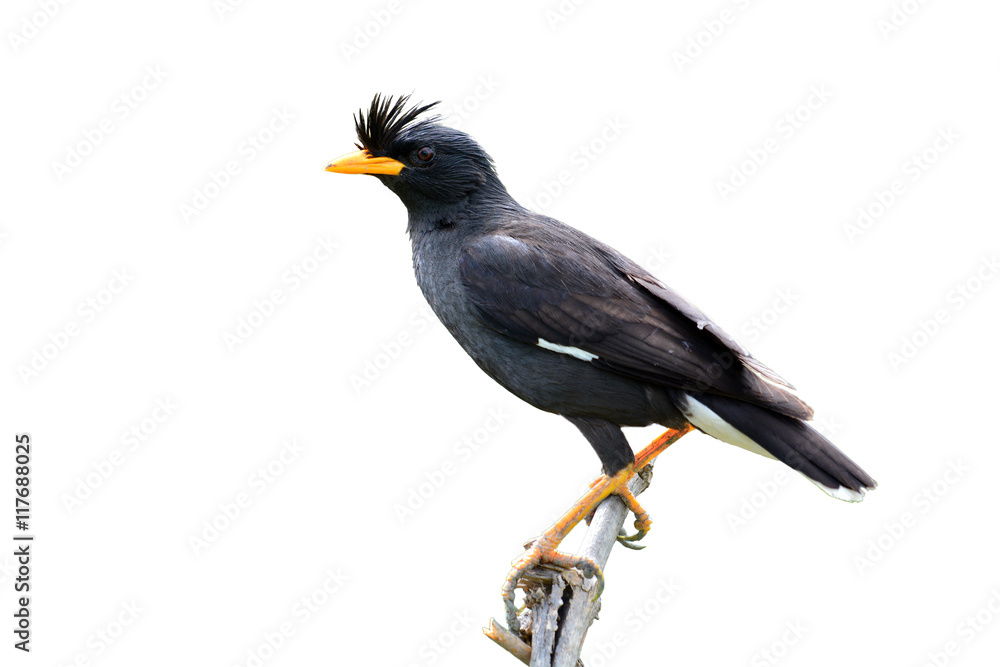 Obraz premium White-vented Myna bird