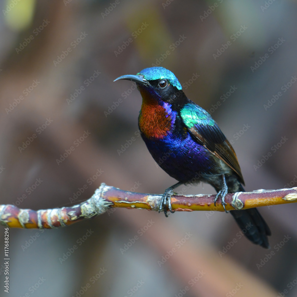 Naklejka premium Copper throated Sunbird