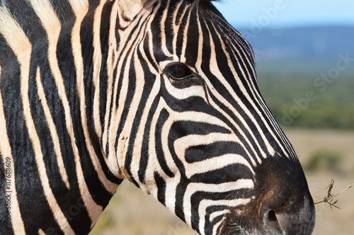 Zebra, Addo, South Africa