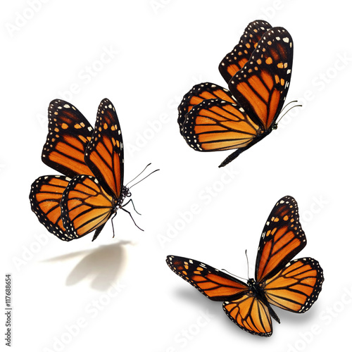 Canvas Print three monarch butterfly