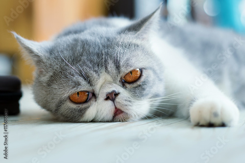 фотографія Exotic Shorthair