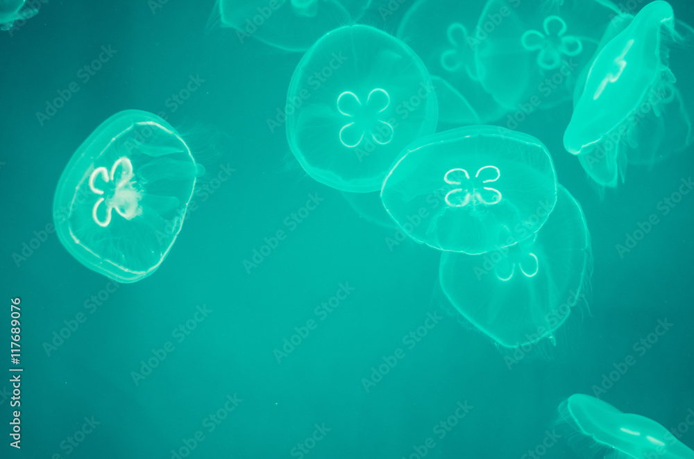 Naklejka premium The luminescent jellyfish in green water background