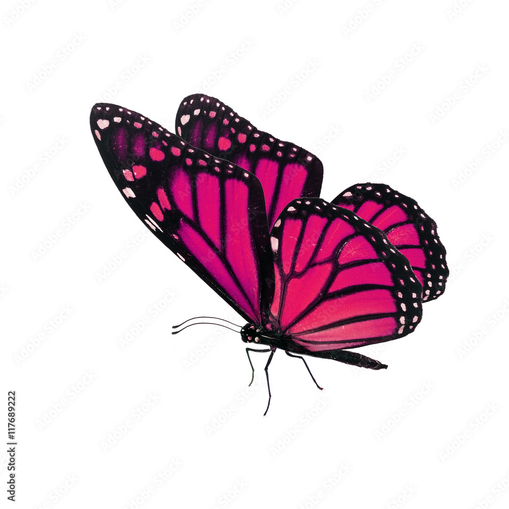 Fototapeta premium Beautiful pink monarch butterfly