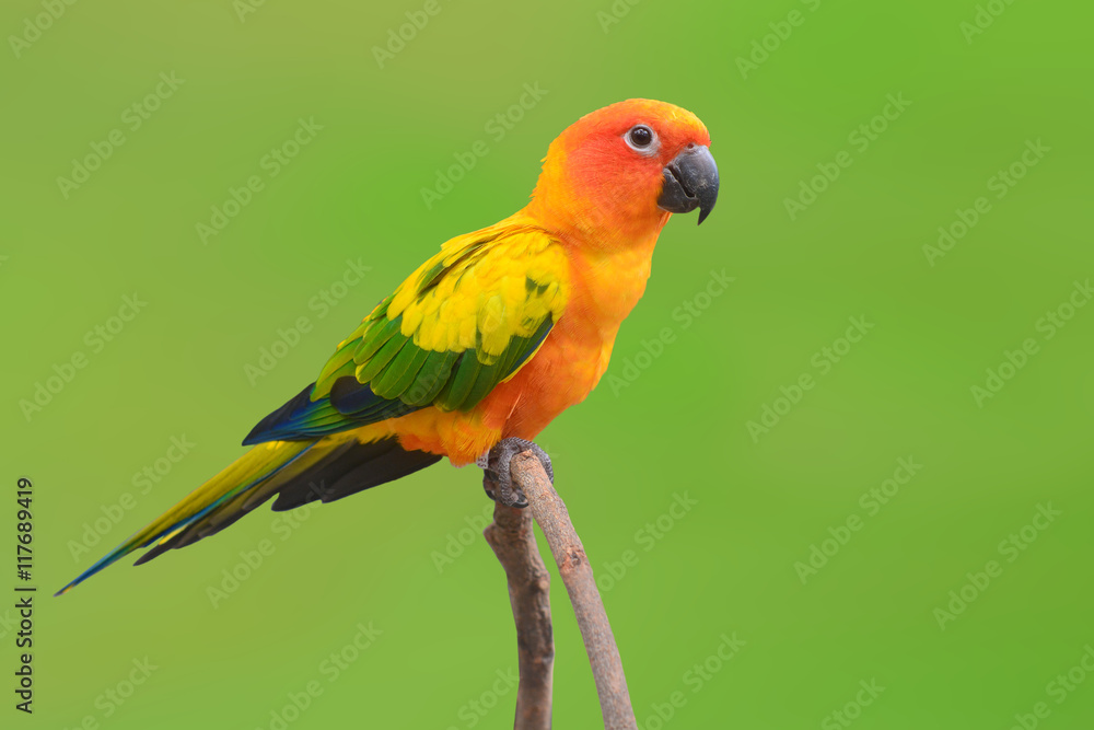 Fototapeta premium Sun Conure Parrot bird
