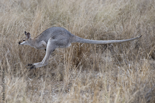 wallaby on the run,outback Queensland, Australia.