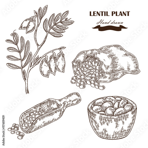 Hand drawn lentil plant. Wooden scoop with beans. Vector