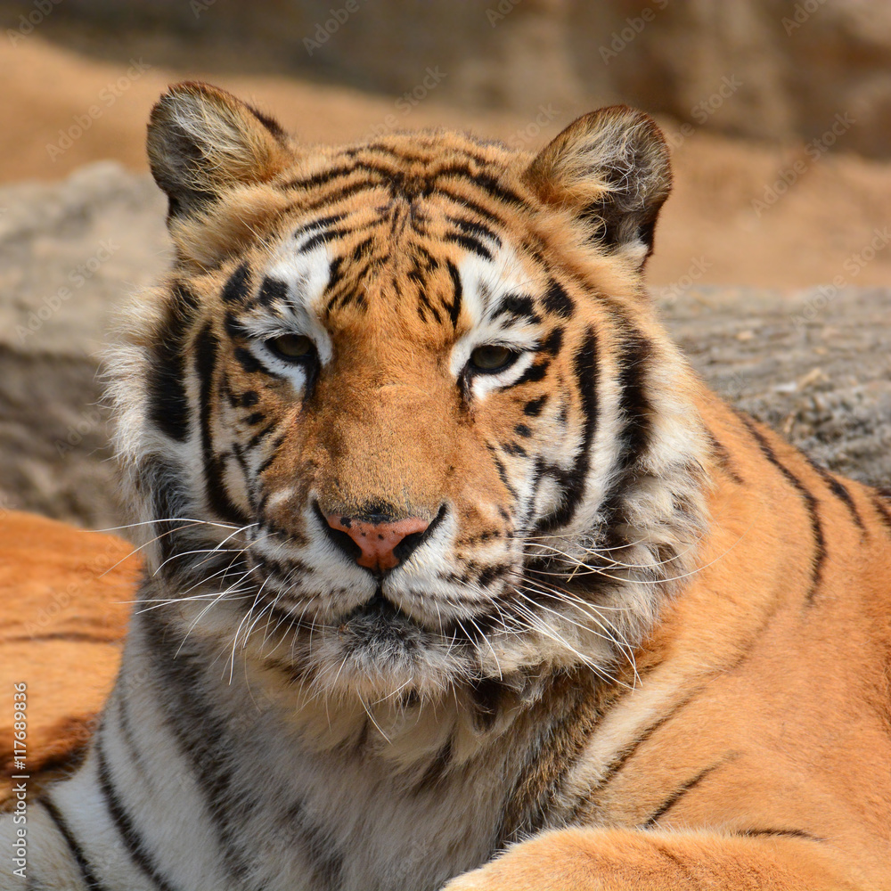 Beautiful Tiger Closeup Beautiful Tiger Closeup