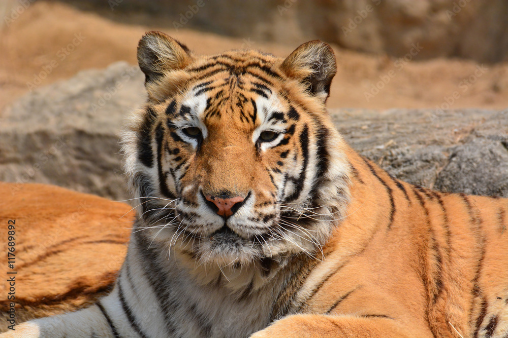 Obraz premium Beautiful Tiger Closeup