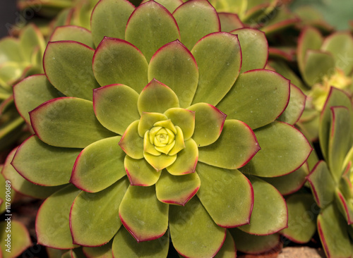 Succulent Echeveria pulidonis is green with pink edged leaves and is native to Mexico.  photo