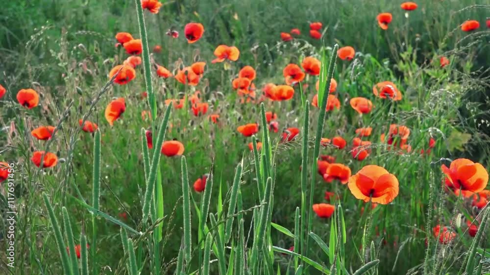 poppy flowers poppy flowers