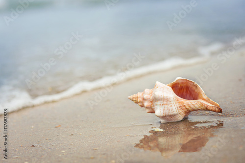 shell on the beach