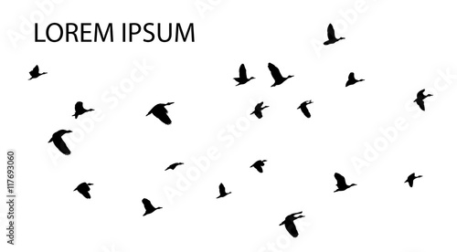 vector bird flying