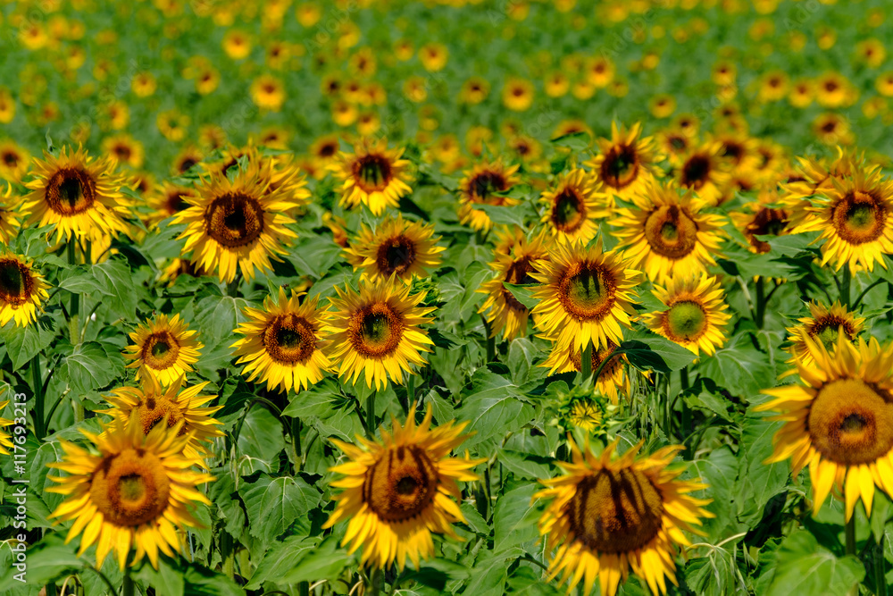 Field of ripe blooming sunflowers in Provence Field of ripe blooming sunflowers in Provence