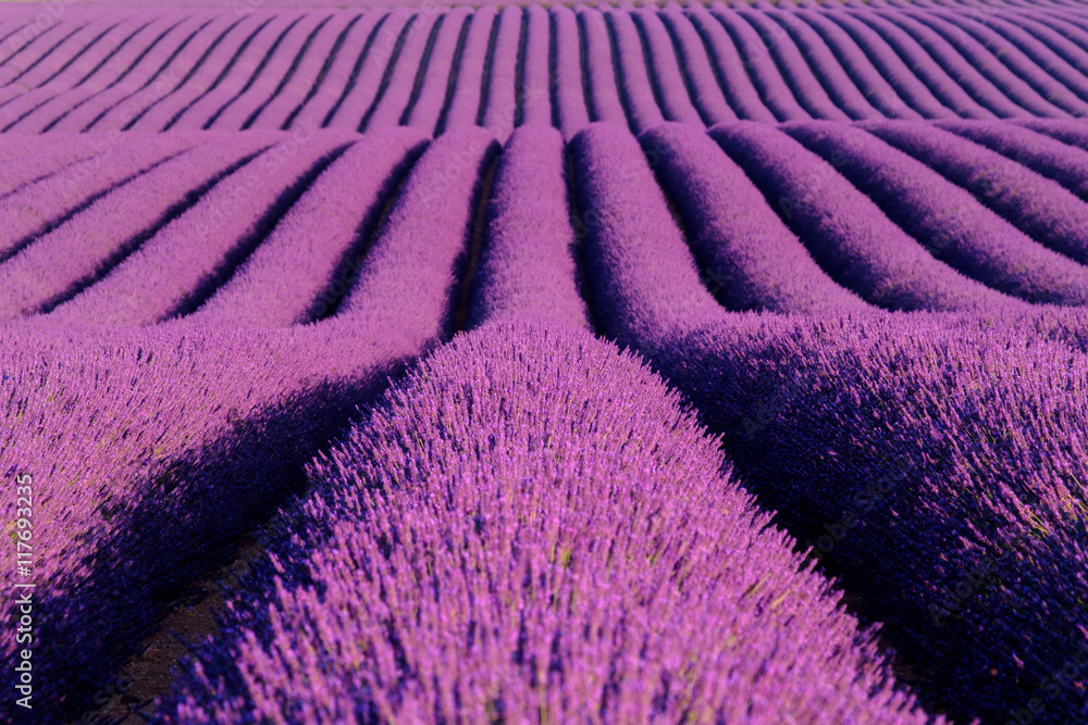 Naklejka premium Lavender flower blooming scented fields in endless rows. Valensole plateau, provence, france, europe.