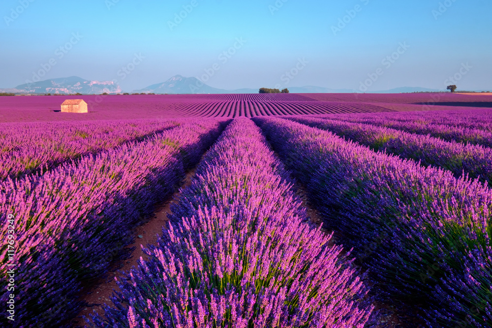 Naklejka premium Lawendowe pole o zachodzie słońca w Prowansji we Francji