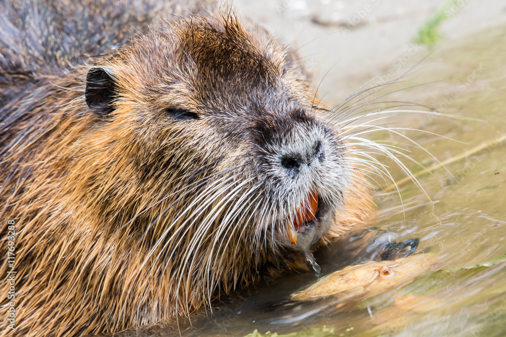 Coypu is eating Coypu is eating