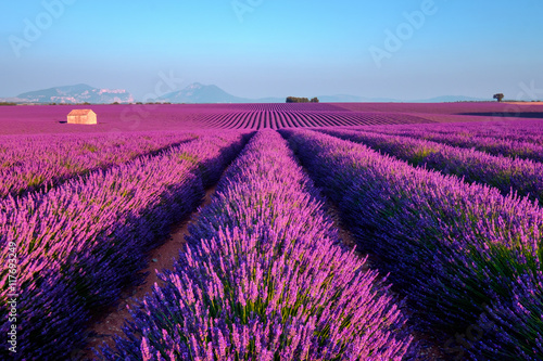 Lawendy pole przy zmierzchem w Provence, Francja