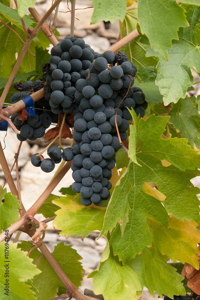 Fototapeta premium Bunch of grapes