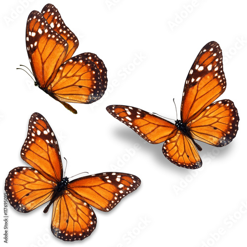 Carta da parati Farfalle - Carta da parati monarch butterfly