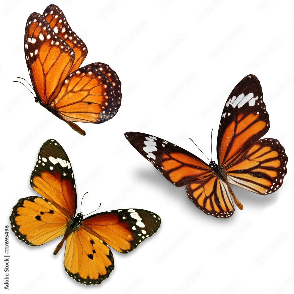 Naklejka premium Trzy monarchiczne motyle