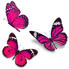 Poster Vlinder Drie roze vlinders romantische sfeer  © thawats