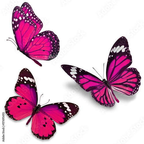 Three pink butterfly