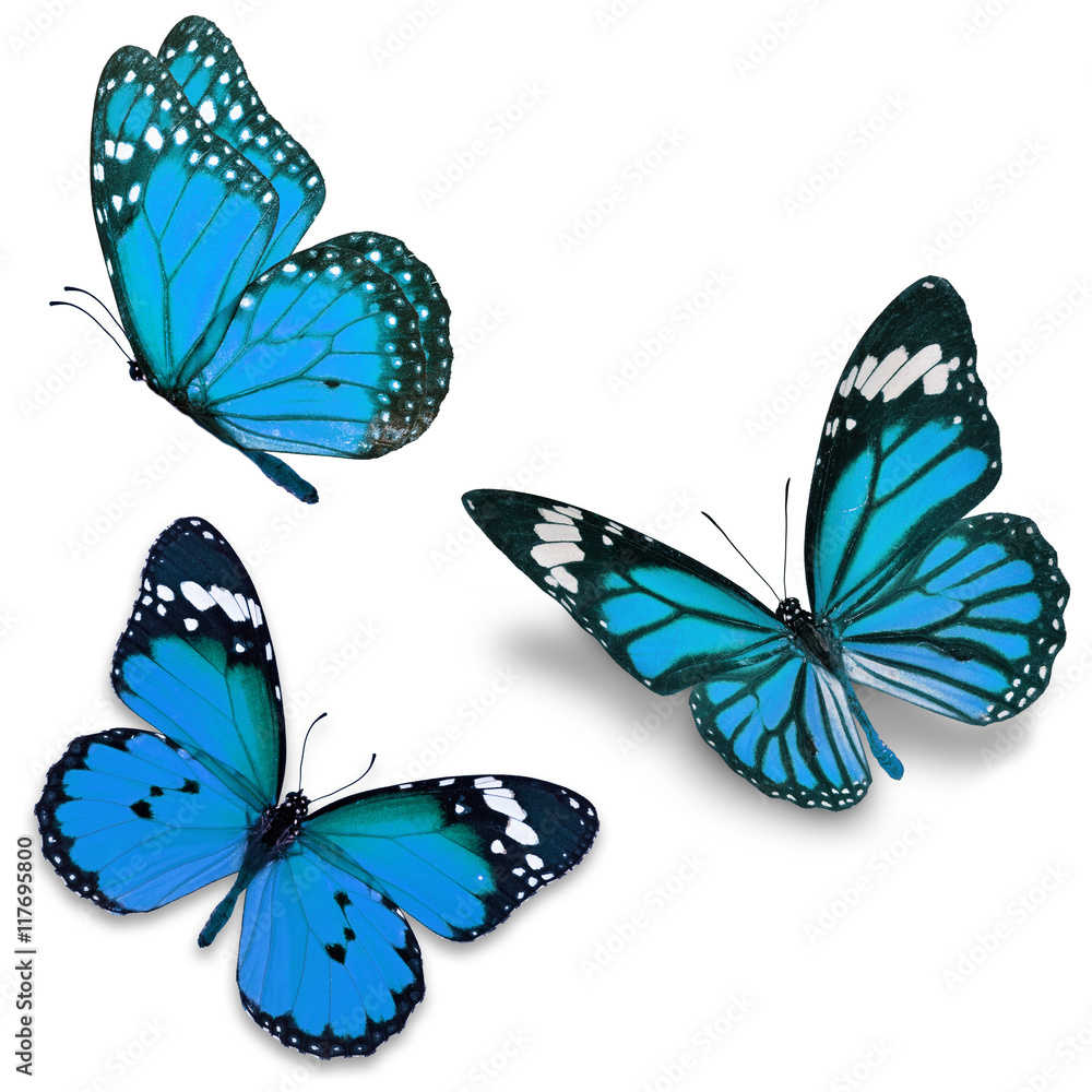Obraz premium Trzy niebieskie motyle