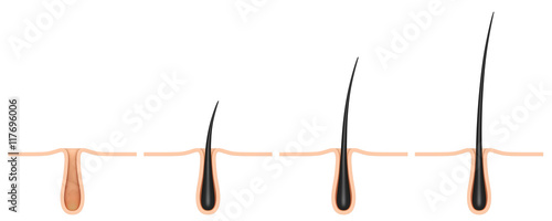 hair follicle. cross section.
scalp isolated on a white background.