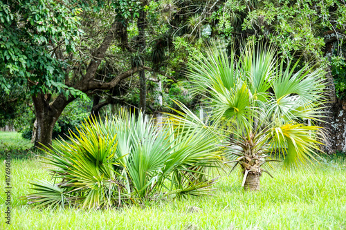 Chusan or Windmill palm photo