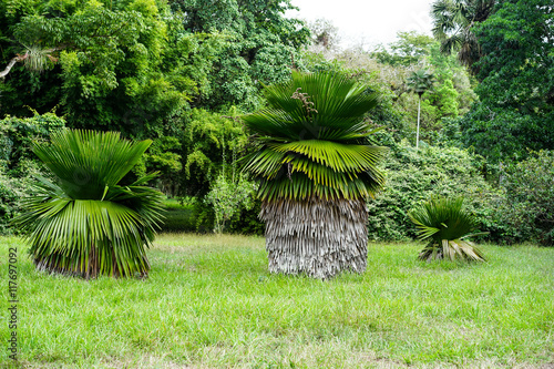 young great Cuban Petticoat Palms