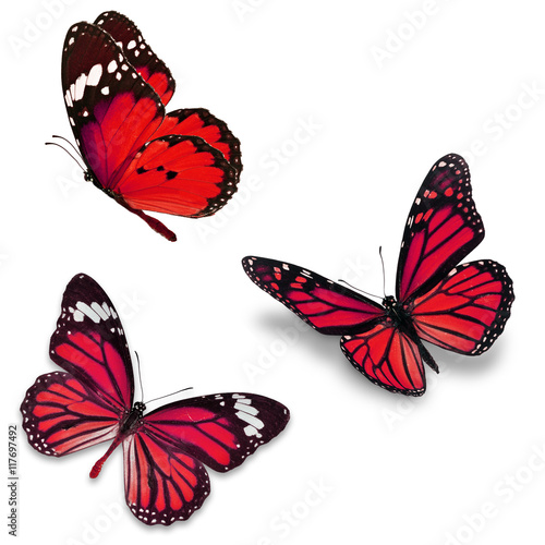 Three red butterfly