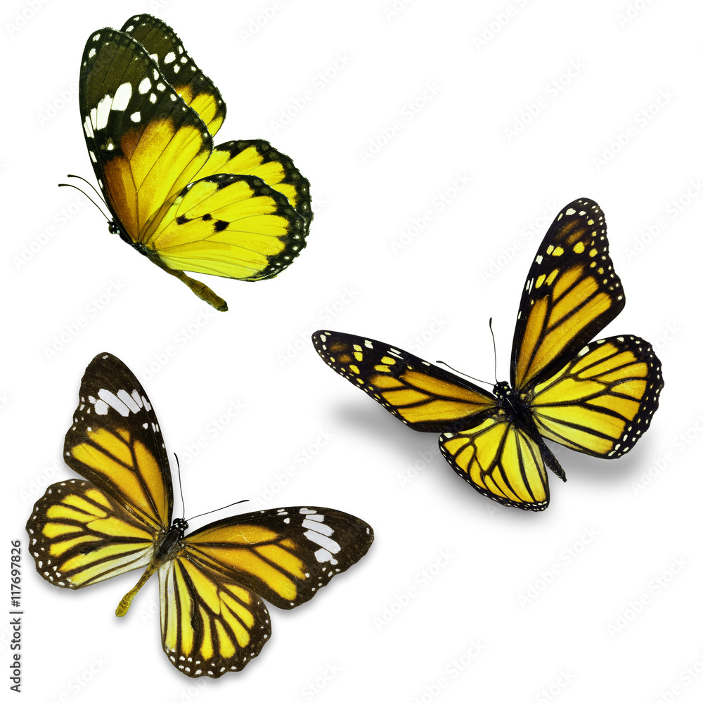 Fototapeta premium Three yellow butterfly