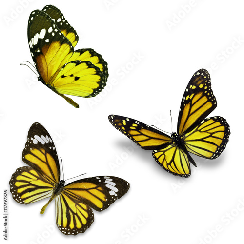 Three yellow butterfly