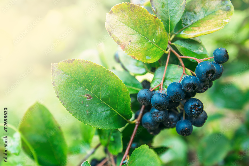 Fruitful ripe aronia berry fruit on the branch Fruitful ripe aronia berry fruit on the branch