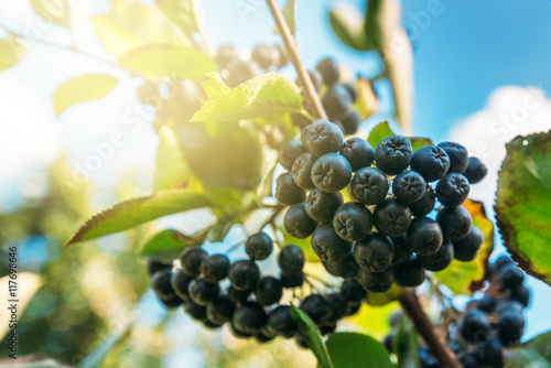 Fruitful ripe aronia berry fruit on the branch photo
