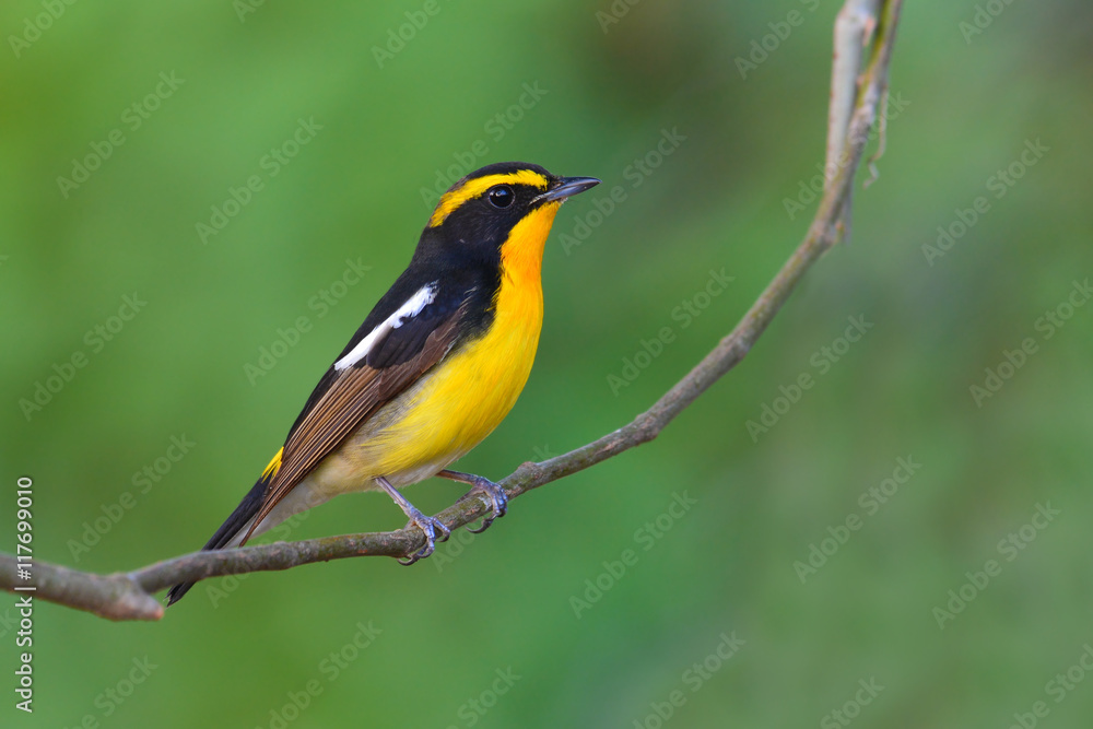 Narcissus Flycatcher bird Narcissus Flycatcher bird
